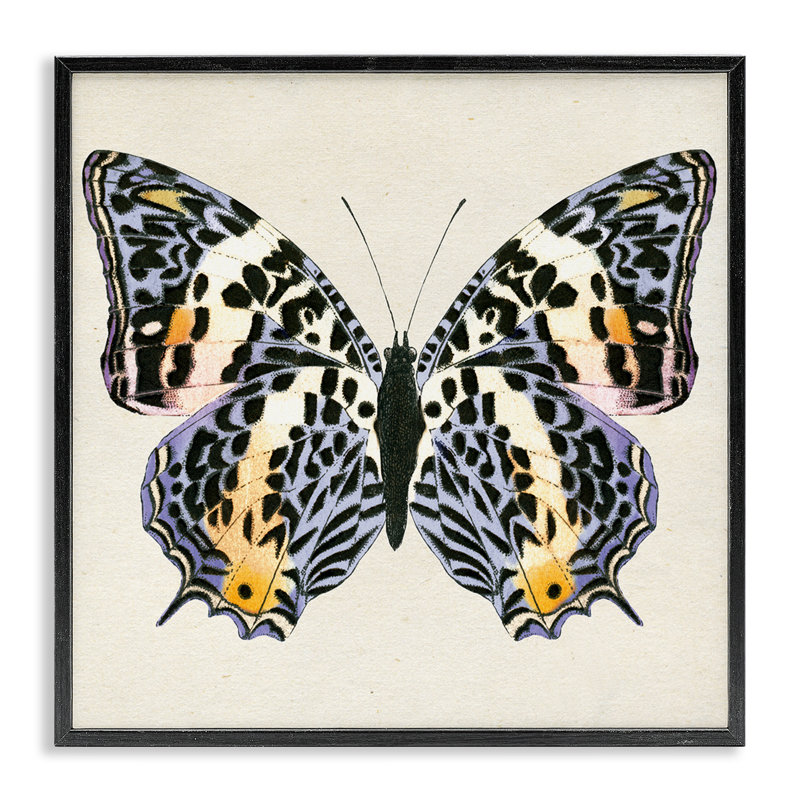  «Speckled Butterfly Sket», art de la giclée encadrée par Susan Arnot, Giclée encadrée noir minuit, H 12 po x l 12 po