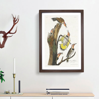 Golden-Winged Woodpecker by John James Audubon - Picture Frame Art Print