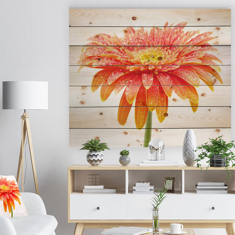 Grand gerbera orange sur blanc - photographie sur, H 12 po x l 20 po x P 1 po