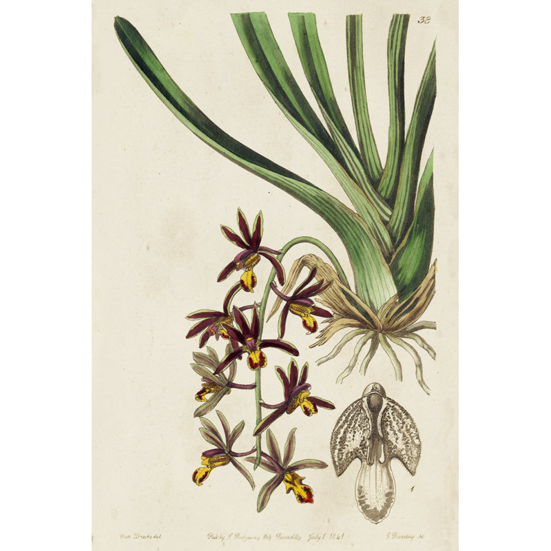 Spring Orchid V by Ridgeway - Painting, 76 cm H x 51 cm W, Black Floater Frame