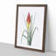 Red Hot Poker Flower by Pierre-Joseph Redoute - Picture Frame Painting Print-55597956-55597959