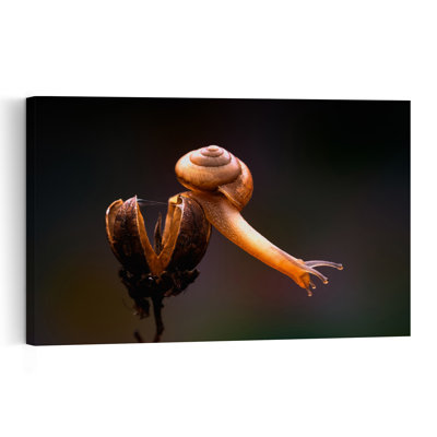 Delicate Snail Exploration Delicate Organic Contemporary Spider Animal Nature Wall Art Print