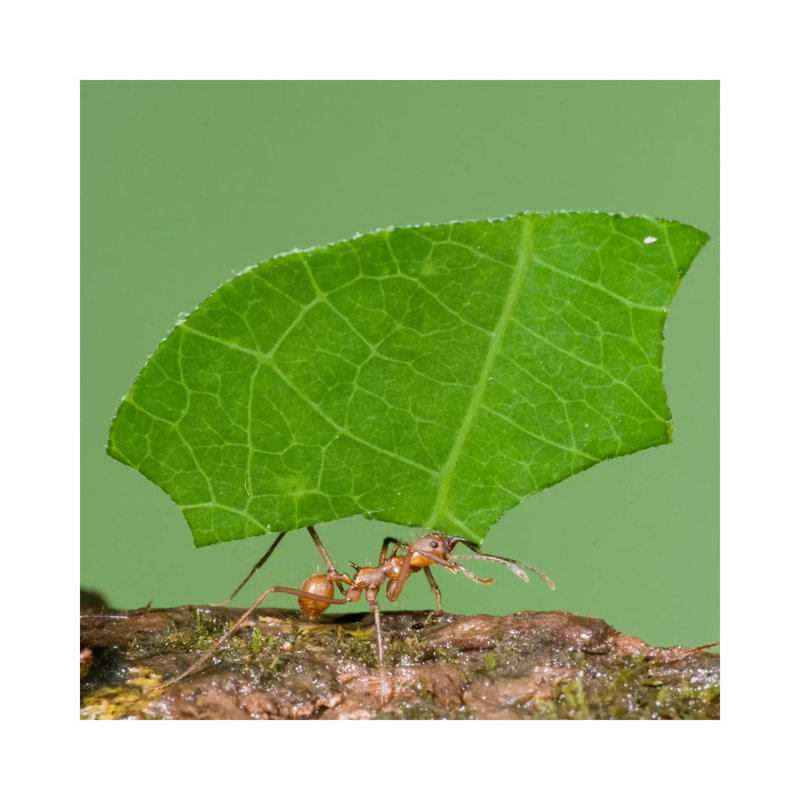 Leafcutter Ant Carrying Leaf, Costa Rica III by Steve Gettle - Wrapped Canvas Print, 30.48 cm H x 30.48 cm W