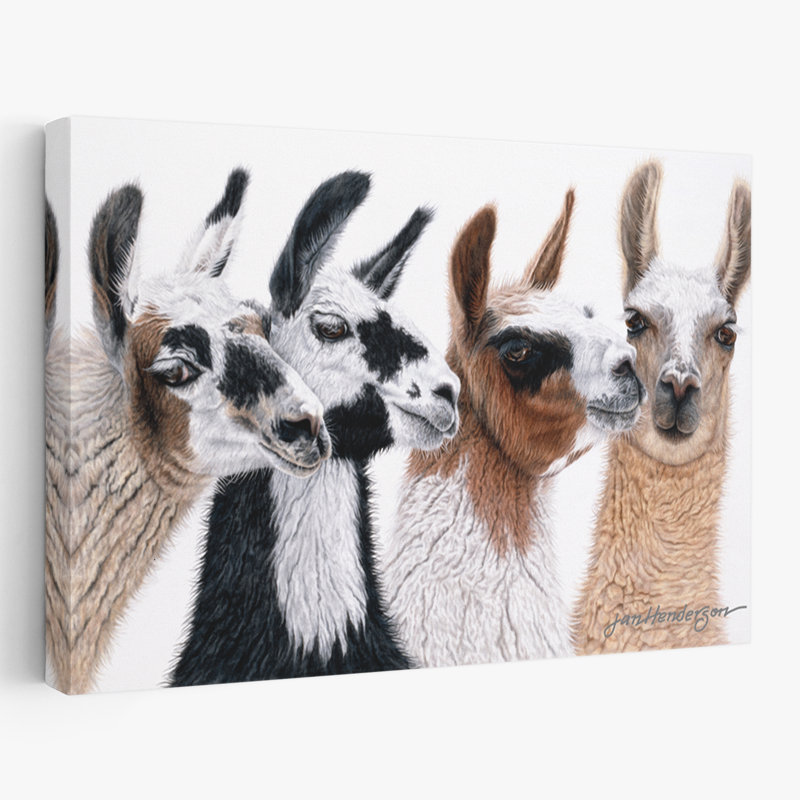 Péruvien visiteurs - photographie, art animalier, H 24 po x l 16 po