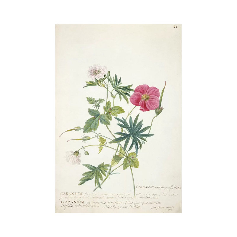 Geranium. Two Intertwined Stems Of Different Species, 1767 by Georg Dionysius Ehret - Wrapped Canvas Print