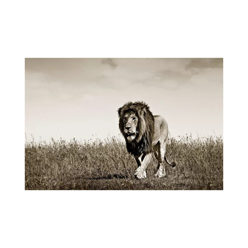 Purposeful Lion by Klaus Tiedge - Print on Canvas, Wrapped Canvas, 30.48 cm H x 45.72 cm W