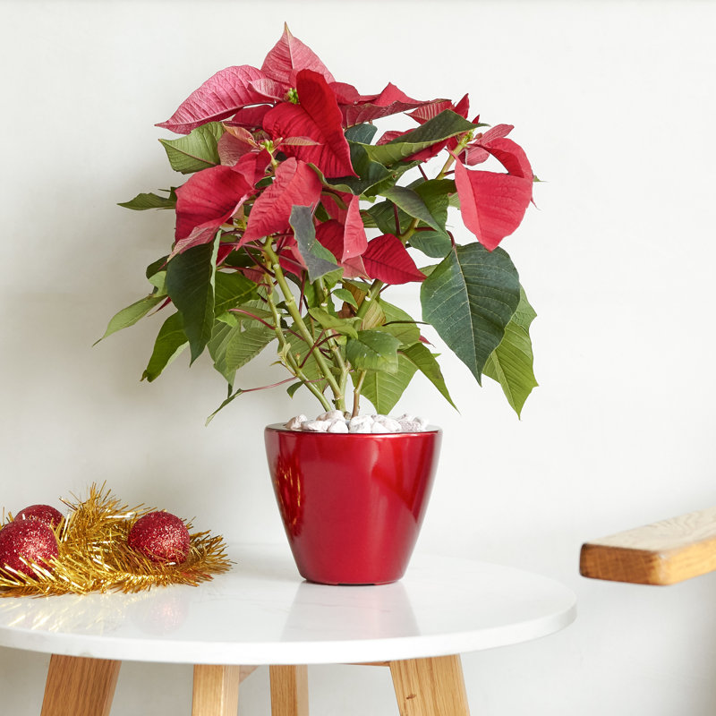 2 Red Round Cone Self-Watering Planters - For Outdoor Gardens And Homes Wonderful , Birthday, Smart Planter For Decor Fabulous Holiday,
