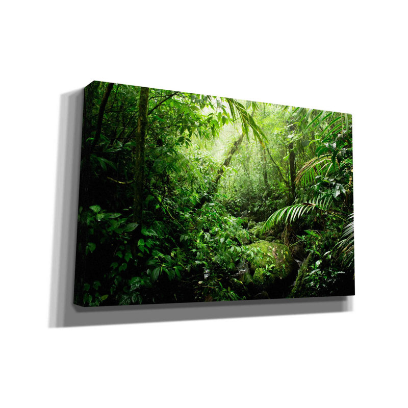 «Warm Glow Rainforest Creek» par Nicklas Gustafsson, art mural sur toile, 26 po x 18 po, H 12 po x l 18 po x P 0,75 po