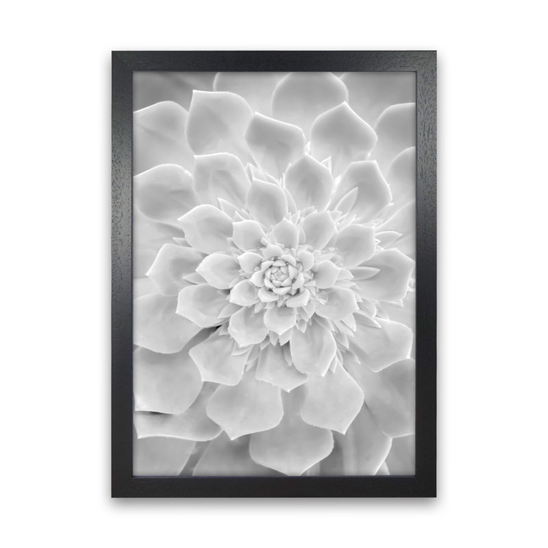 White Succulent Plant by Victoria Frost - Print, Black Framed, 34cm H x 25cm W x 3cm D