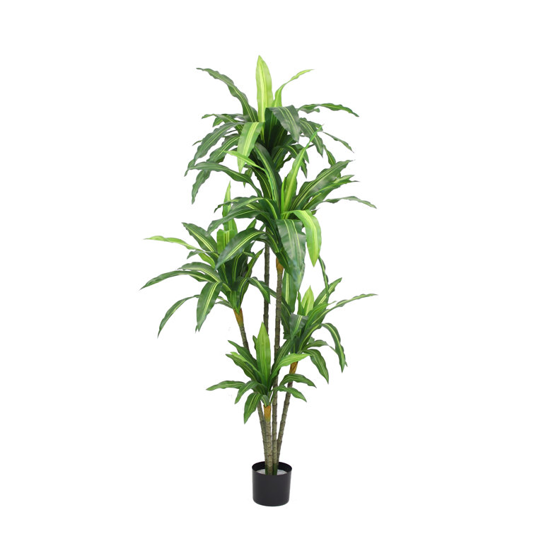 Primrue 67'' Faux Dracaena Plant in Planter & Reviews | Wayfair