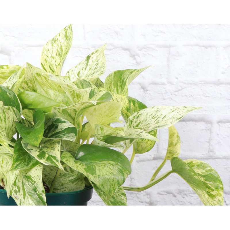 Live Marble Queen Pothos Plant,  10"" H X 6"" W X 6"" D