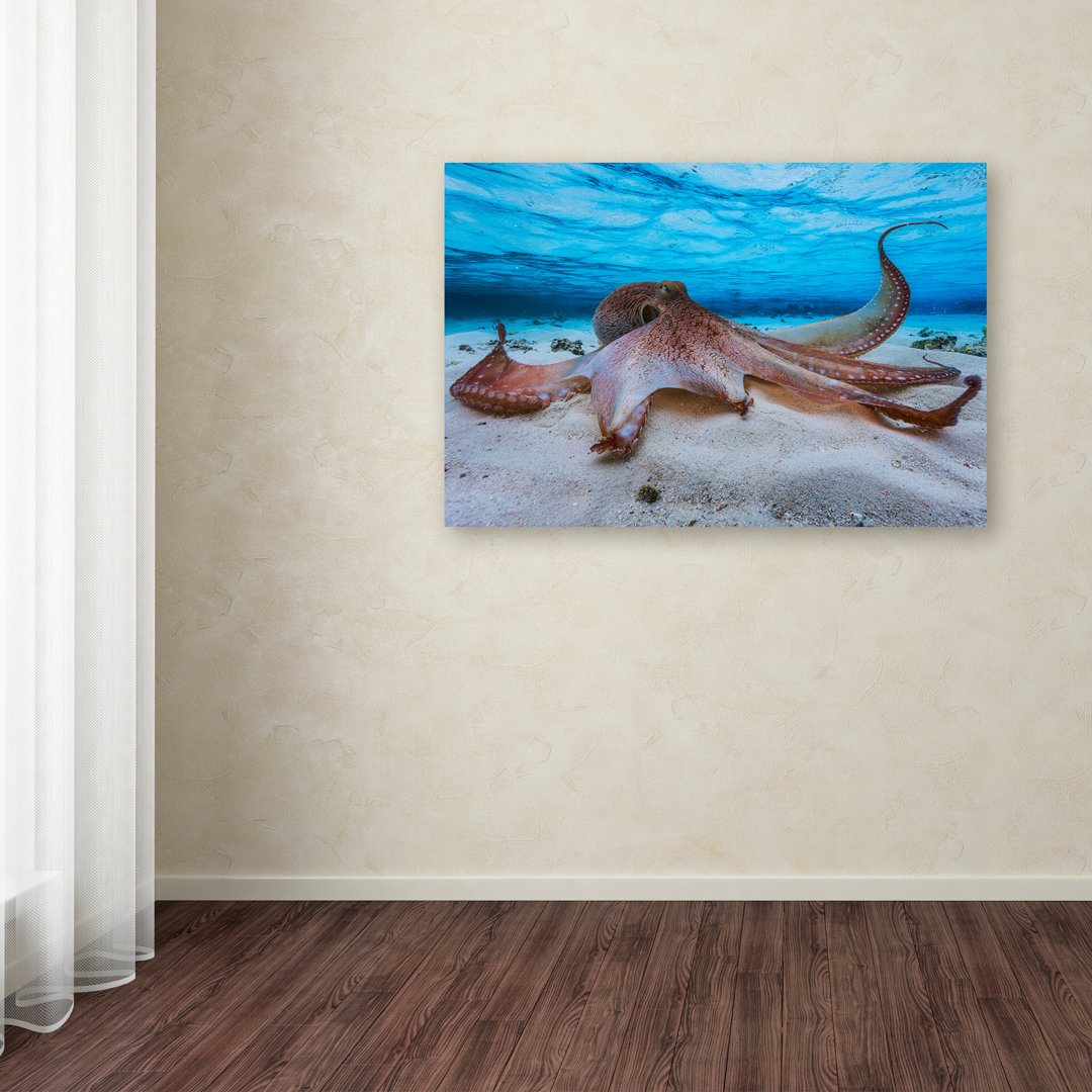 'Octopus' Photographic Print on Wrapped Canvas Beachcrest Home™ 