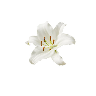 " White Lilly Flower "