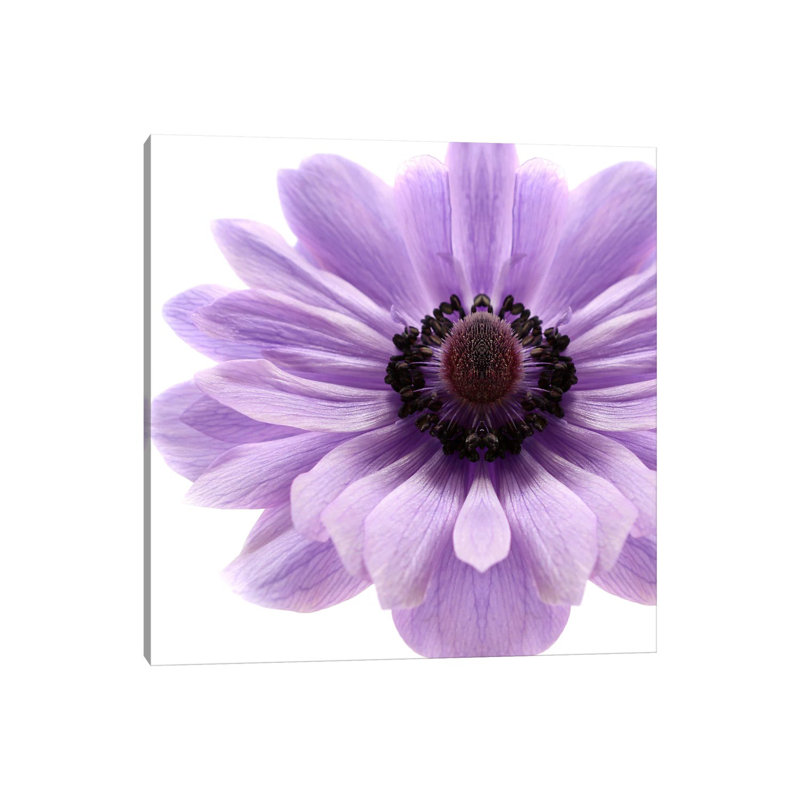 Pale Lilac Anemone 1 Piece Wrapped Canvas Wall Art, 30.48 cm H x 30.48 cm W