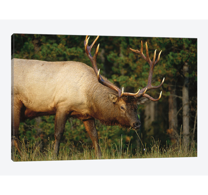 «Elk Grazing, North America» par Tim Fitzharris - impression sur toile tendue, H 18 po x l 26 po x P 1,5 po