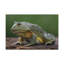 Art de grenouille majestueuse impression de grenouille-2059782361