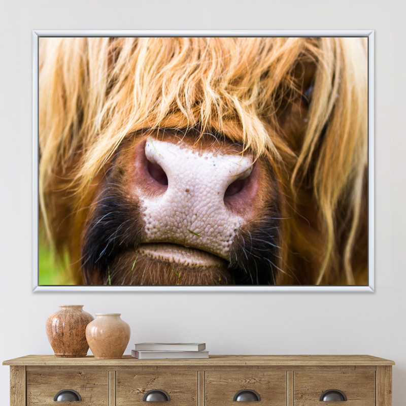 Gros plan sur les bovins des Highlands en Écosse - photographie sur toile, H 16 po x l 32 po x p 1 po, Cadre flottant blanc