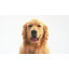 Serta Quilted Pillowtop Pet Bed-31319158-31319160