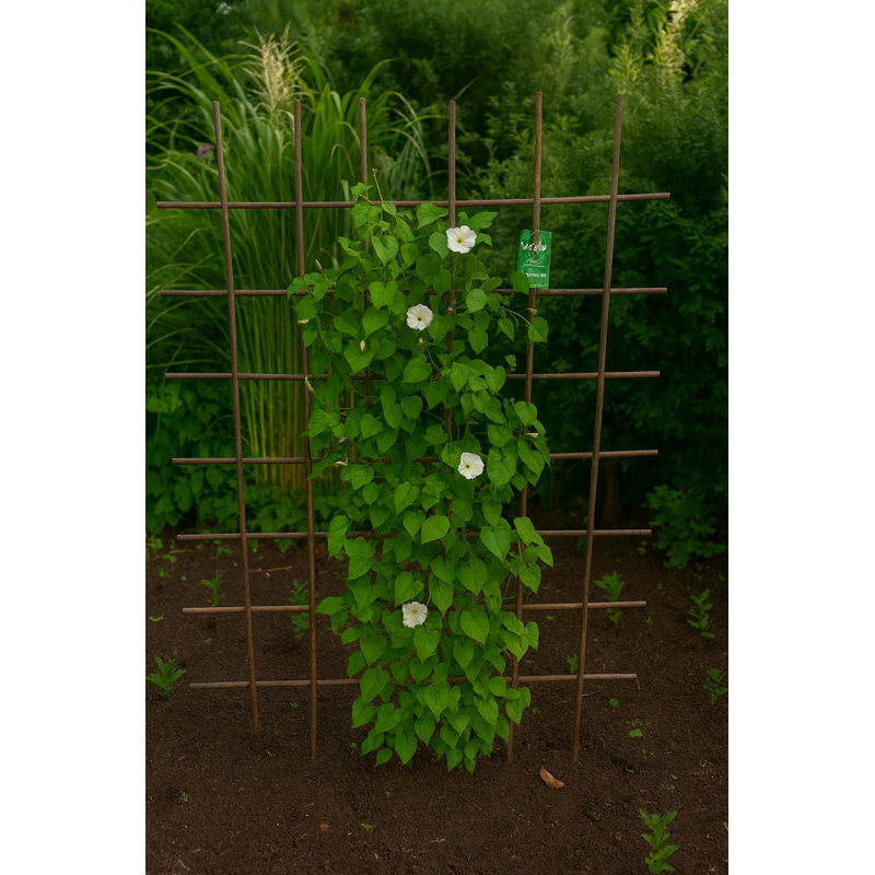 Willow Espalier Square Trellis, 36" H x 36" W x 0.5" D
