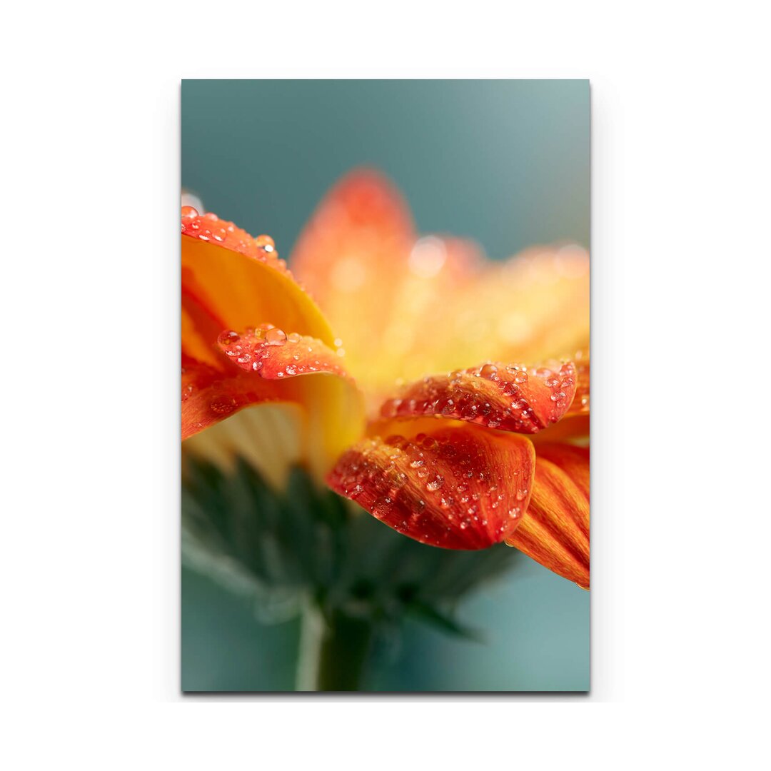 Leinwandbild Orange Gerbera mit Wassertropfen – Nahaufnahme