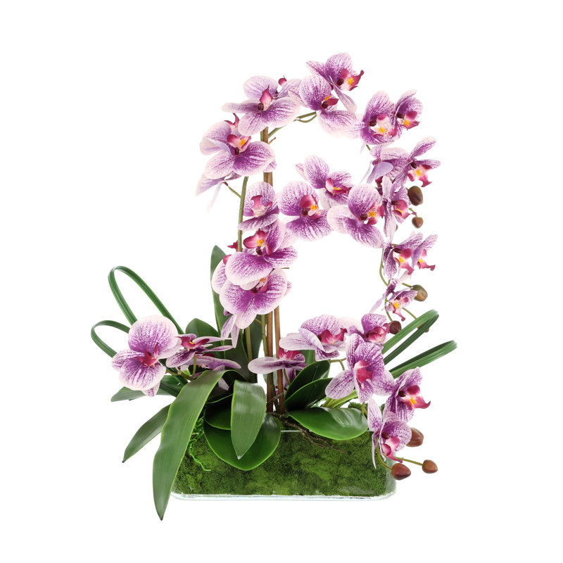 Orchid Arrangement in Pot