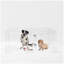 Clear View Pet Playpen, 32" High