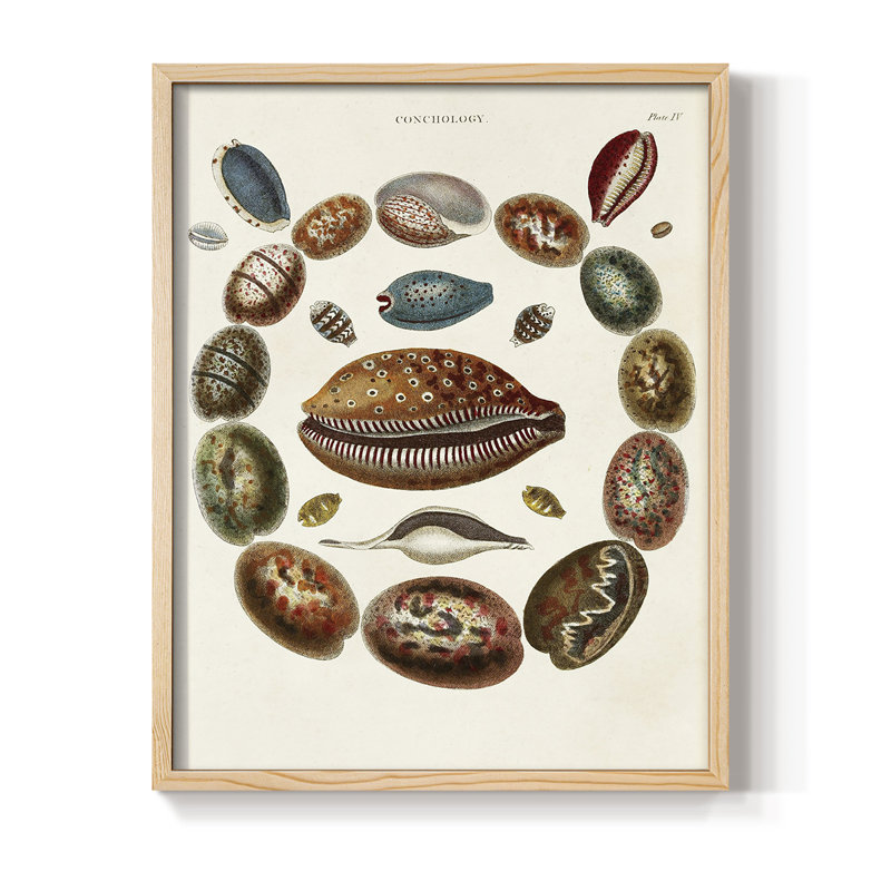 Spiral Shell Formation II, reproduction encadrée - bois massif, H 30 po x l 24 po, Naturel
