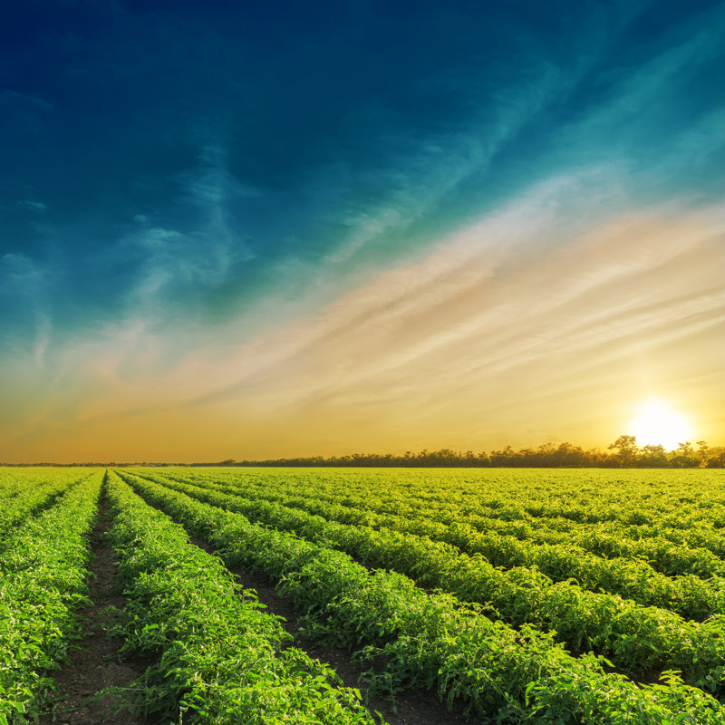 Green Agriculture Field In Sunset. Tomatoes Field by Mycola - Wrapped Canvas Print, 30cm H x 30cm W