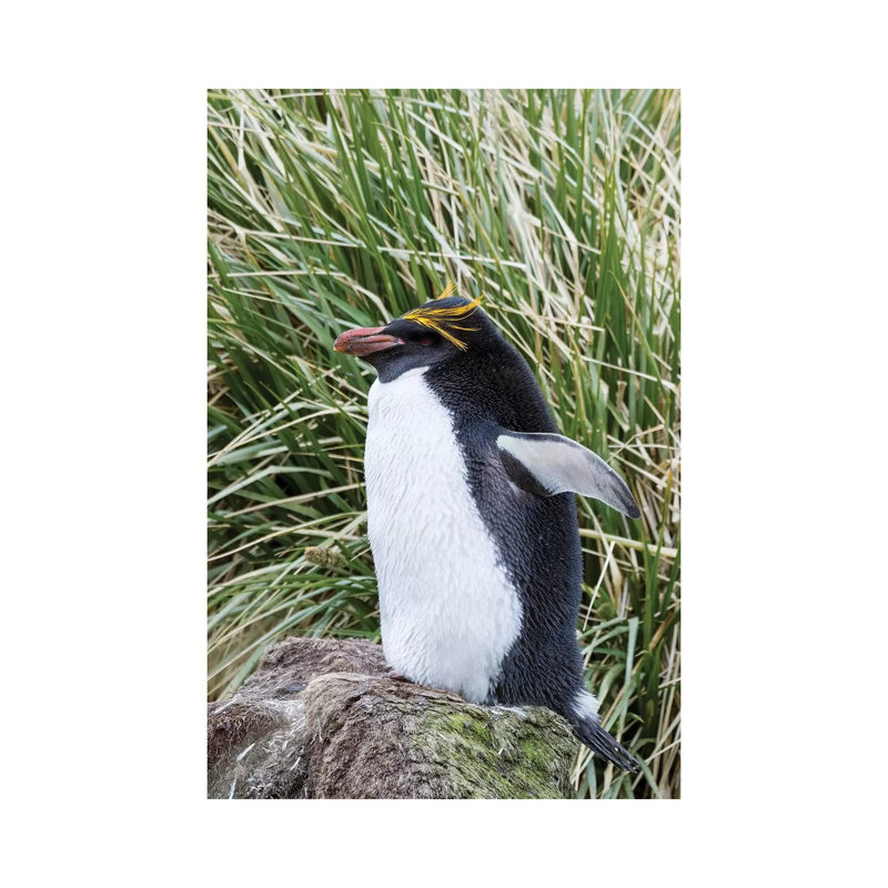 Macaroni Penguin Standing In Colony In Typical Dense Tussock Grass by Martin Zwick - Wrapped Canvas Print