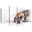 Despondent Chihuahua Dog