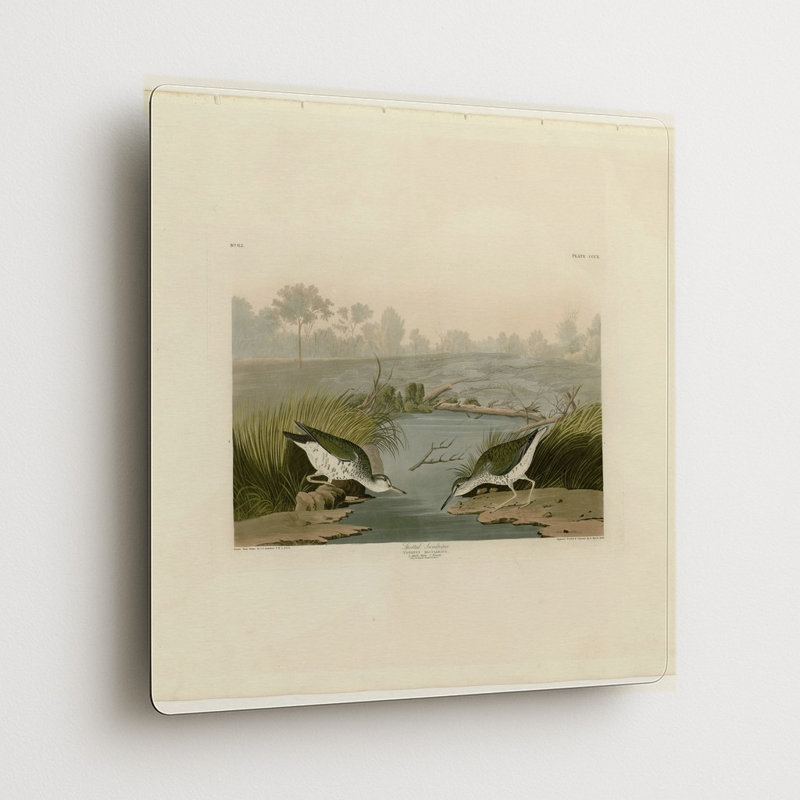 Bécasseau tacheté, planche CCCX (1835) — Tableau mural carré en métal, H 12 po x l 12 po