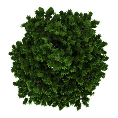 Arbre - photographie sur toile tendue