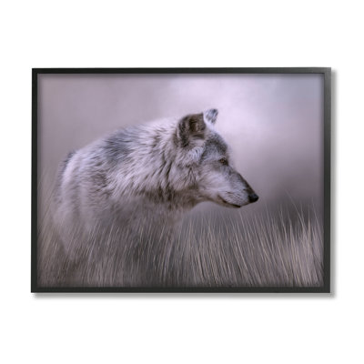 Loup gris - faune