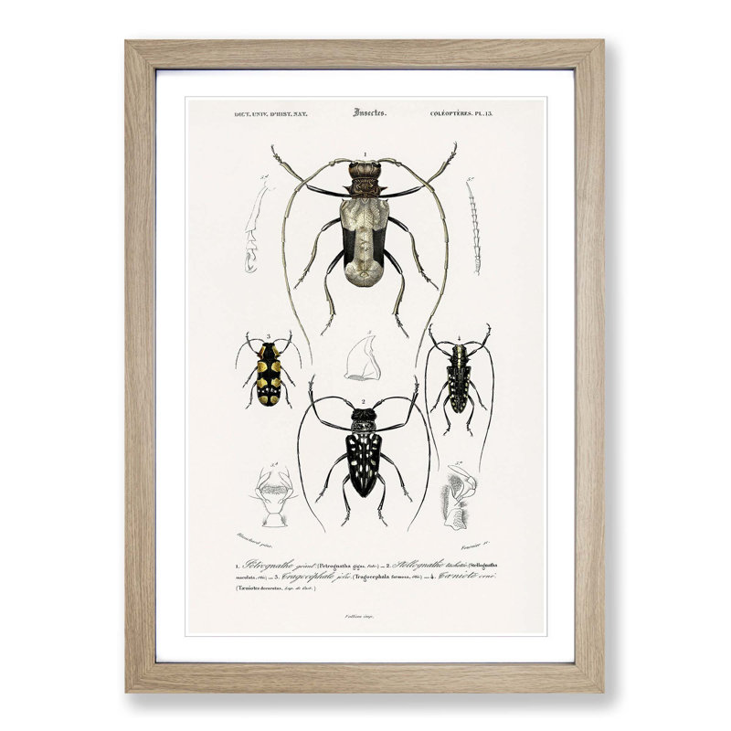 Beetle Illustrations PL.13 by Charles D'Orbigny - Single Picture Frame Print, Oak Framed, 33cm H x 24cm W x 2cm D