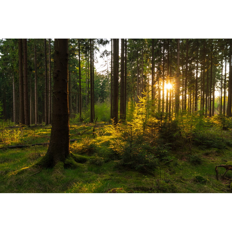 Spring Forest by Wlad74 - Wrapped Canvas Print, 51cm H x 76cm W x 3.8cm D