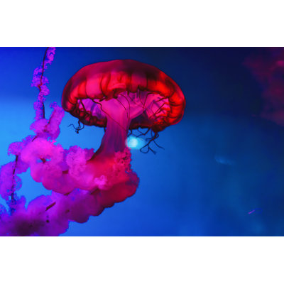 Jellyfish by Kotijelly - Wrapped Canvas Print
