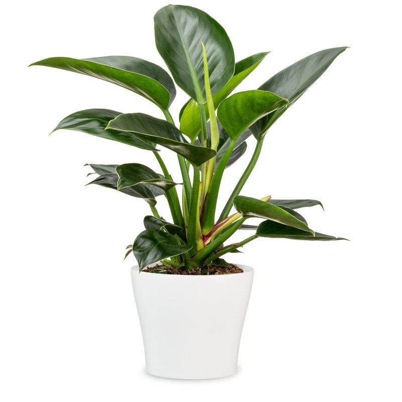 Pot à fleurs d'intérieur Scheurich 808, H 5 po x l 6 po x P 6 po, Blanc, 3