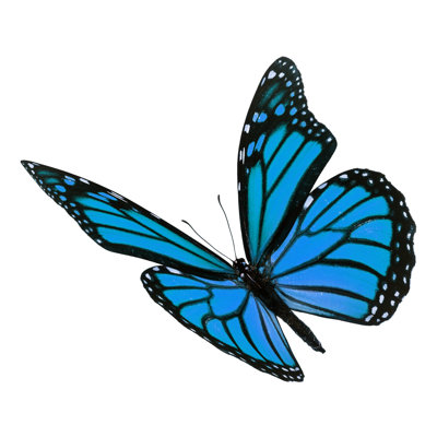 Beautiful Blue Monarch Butterfly by Thawats - Wrapped Canvas Print