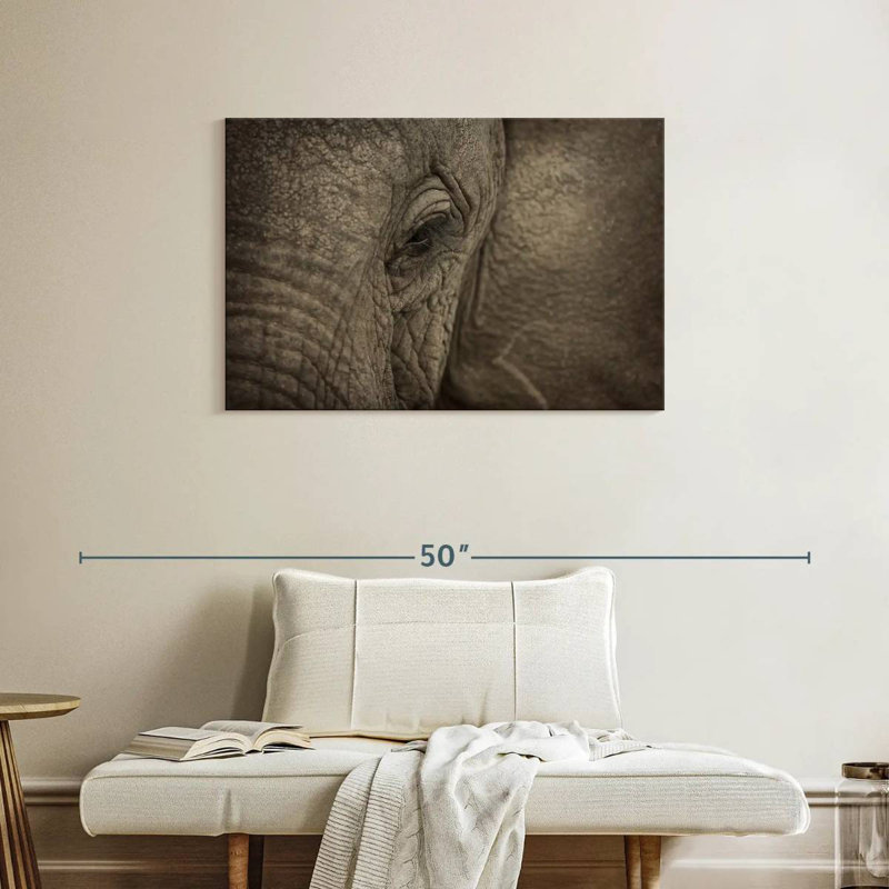 Oeil d'éléphant d'Afrique Brampt, H 24 po x l 36 po