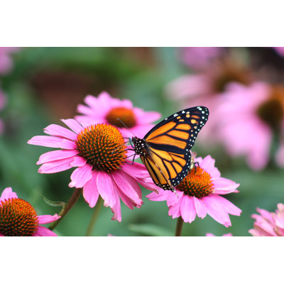 Maceon Monarch Butterfly - Wrapped Canvas Print