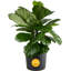 Live Fiddle Leaf Fig Plant in Nursery Pot-67315347