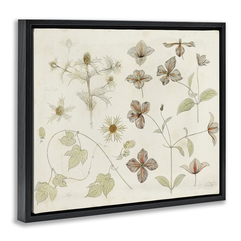 Cadre flottant Nature Botanical Study, design par Julie de Graag, Cadre flottant noir de jais, H 17 po x l 21 po