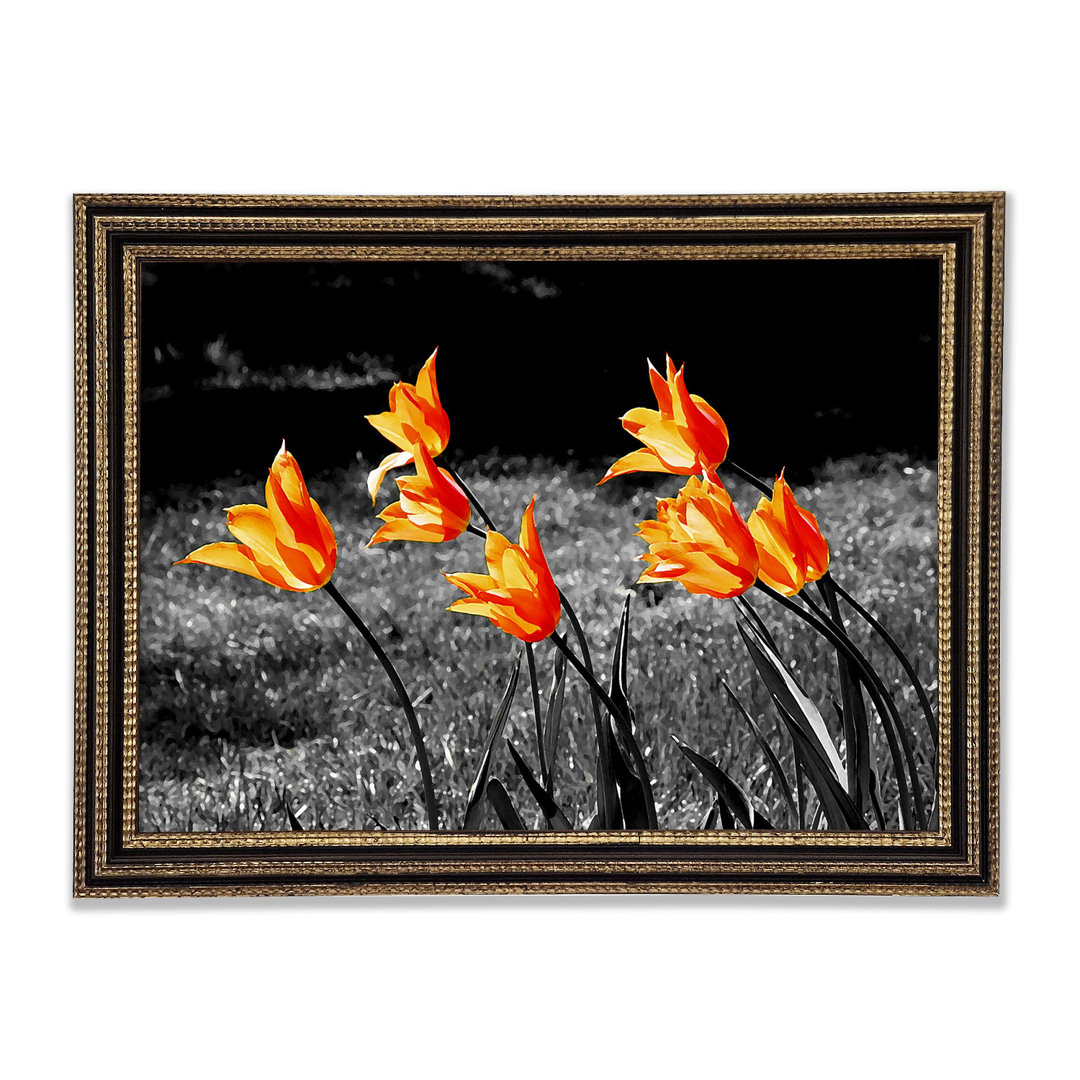 Orangefarbene Tulpen auf B N W - Druck