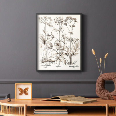 Sepia Besler Botanicals VII Framed Print - Solid Wood