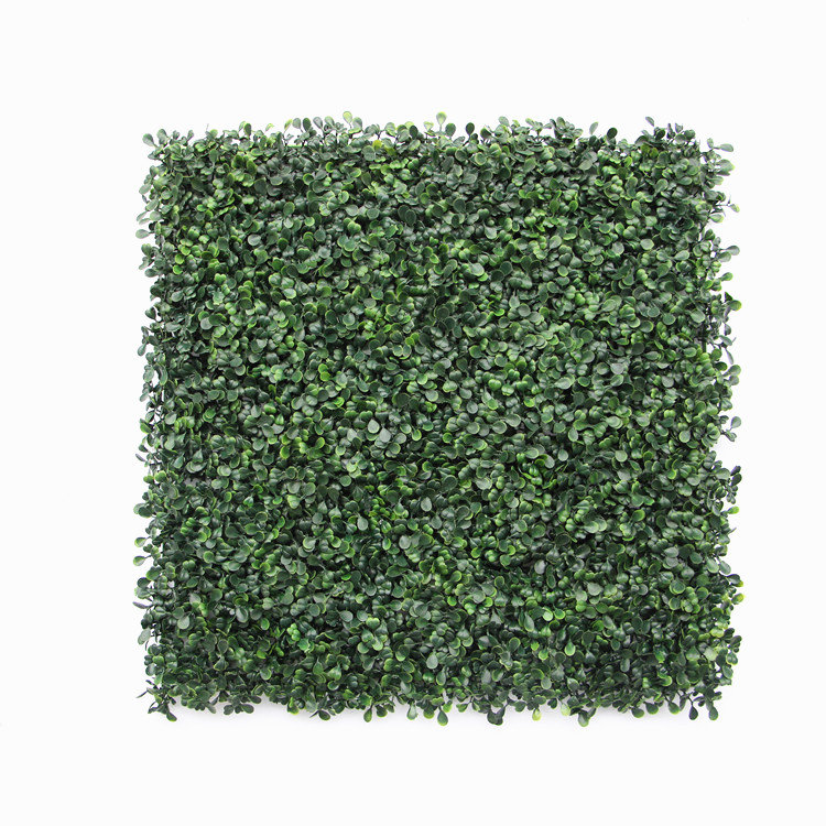 Plante Dicha 40
