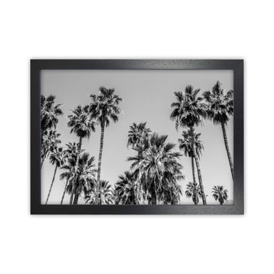 Sabal Palmetto I Palm Trees 1 Piece Wall Art