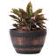 Ensemble de pots à fleurs en plastique 3 pièces-238373972
