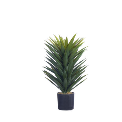Small Agave Sisalana in Black Nursery Pot