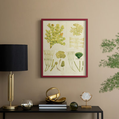 Reproduction encadrée Vintage Sea Grass IV - bois massif