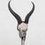 Walken Springbok Skull with Horns Mounted
